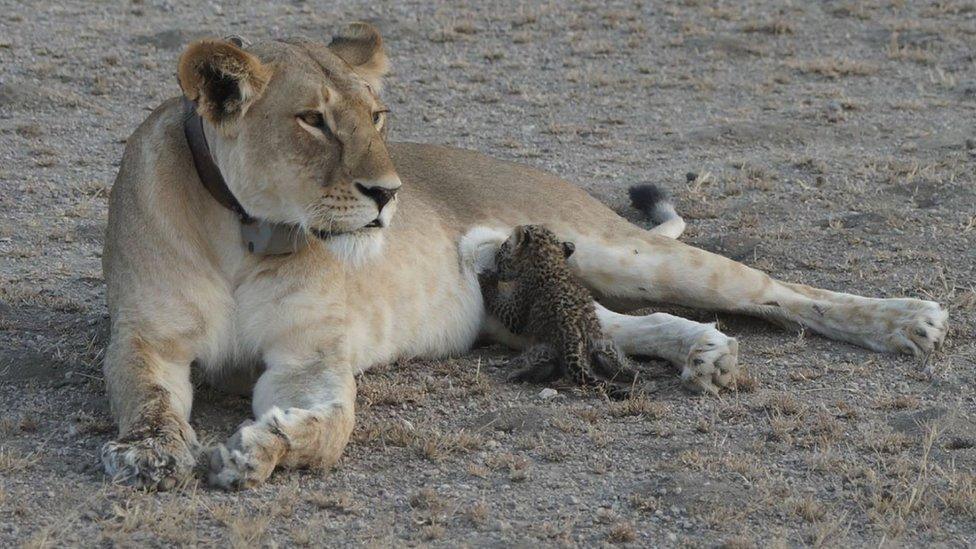 A picture of the lioness Nosikitok nursing a young leopard cub as she lounges in the arid Serengeti