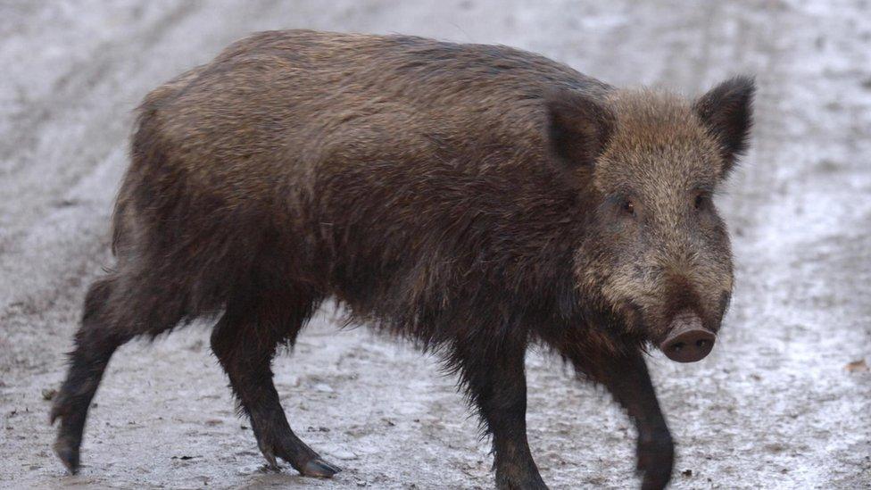 Wild boar