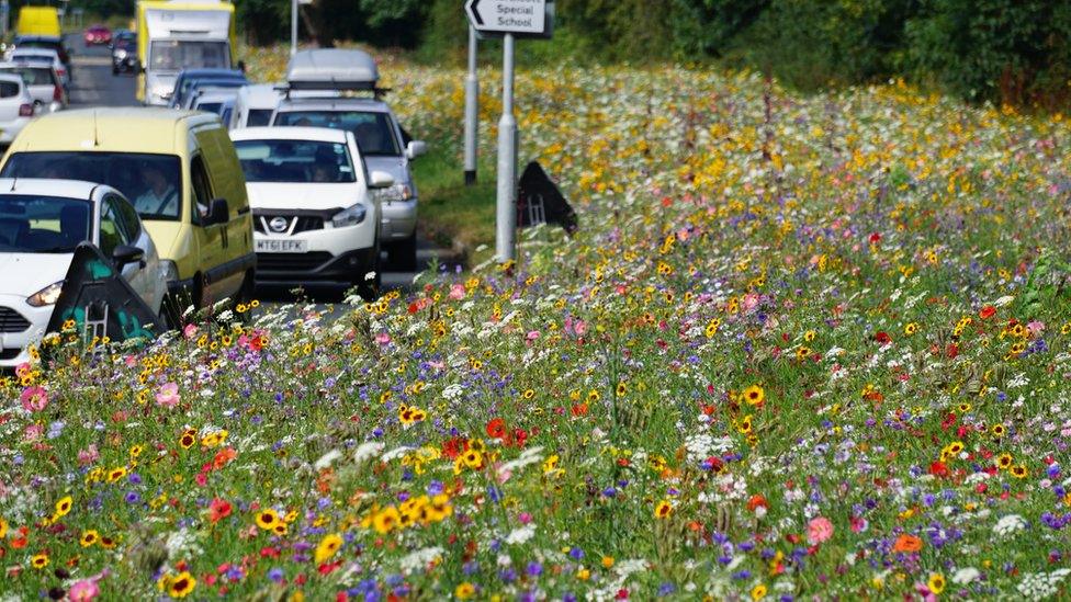 Rotherham's river of flowers