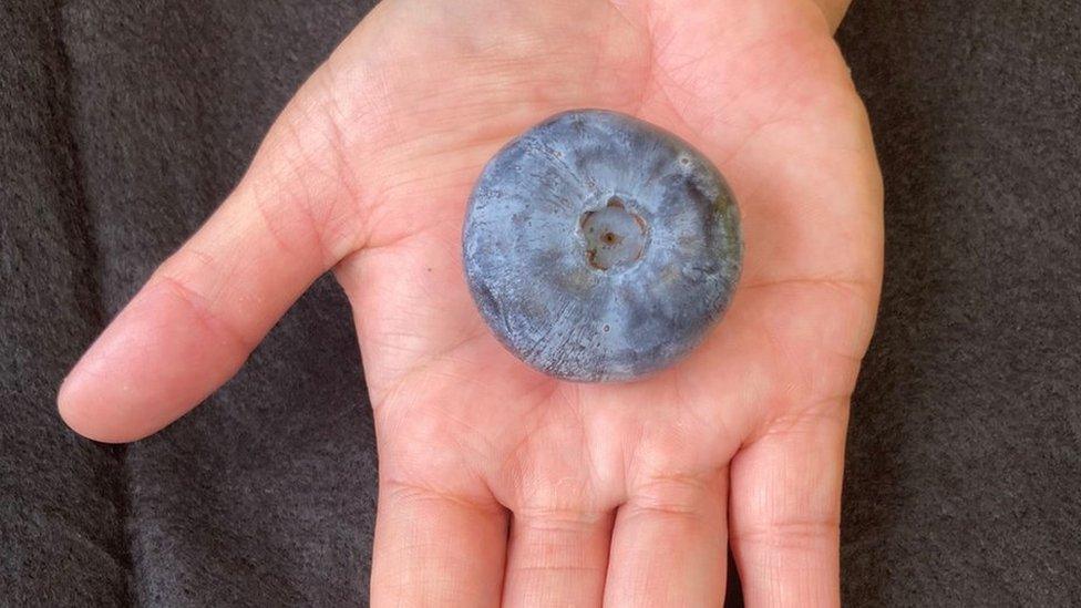 The blueberry on a hand