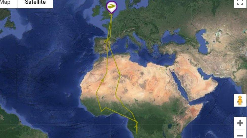 Satellite map showing migratory route of cuckoo