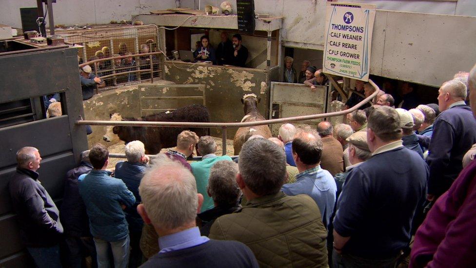 Farmers at Lisnaskea livestock market