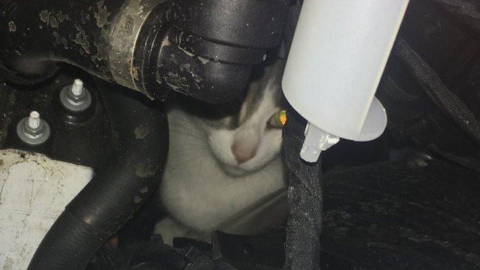 Cat stuck in car engine compartment