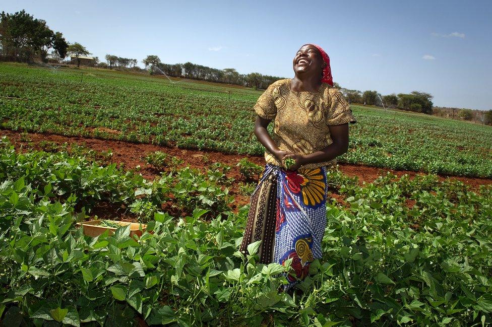 Embu farm, Sainsbury's in Africa