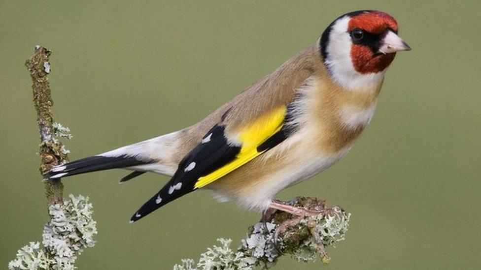 Goldfinch