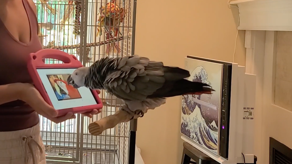 Parrot looking at tablet video calling another parrot