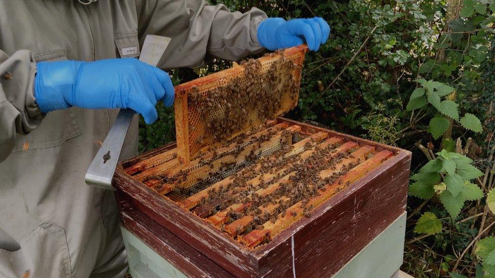 Honeycombs being lifted out of a beehive