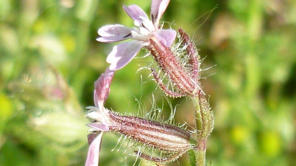 Small-flowered catchfly