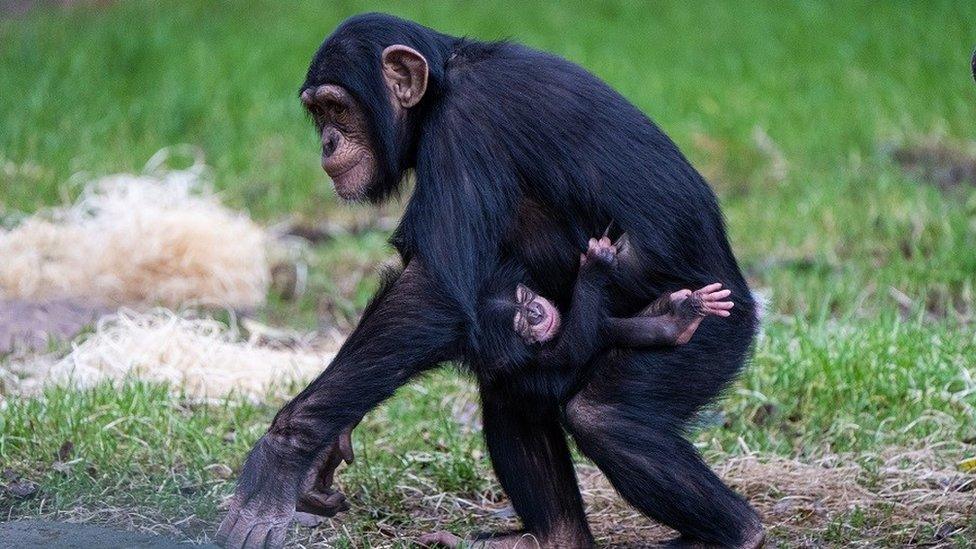 Chimpanzee Stevie with new baby brother