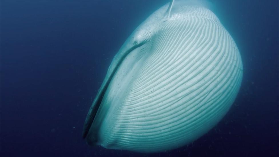 Blue whale