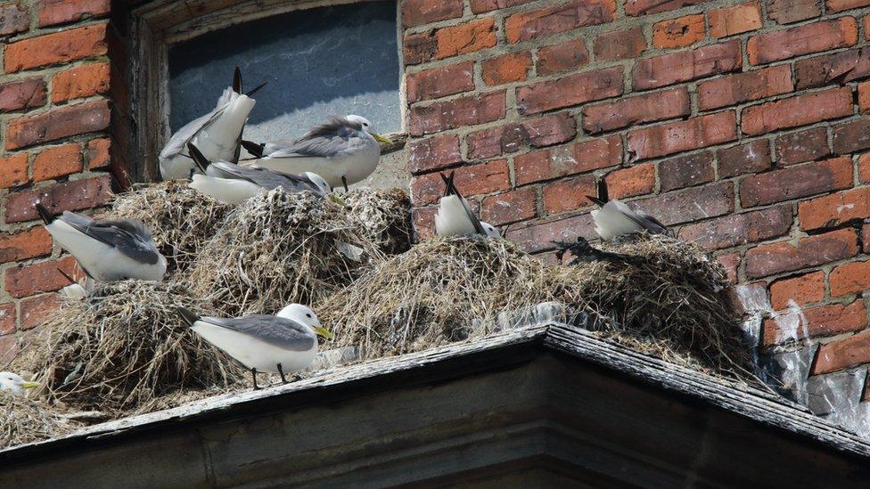 Nesting kittiwakes