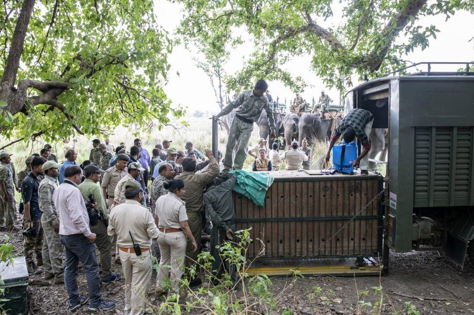 Forest officers observe the tiger inside a customised cage