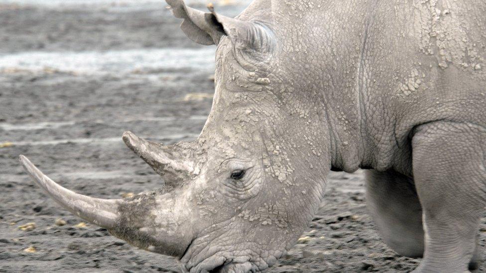 White Rhino