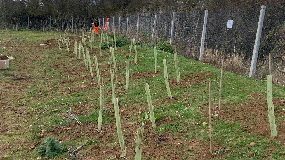 Planted trees