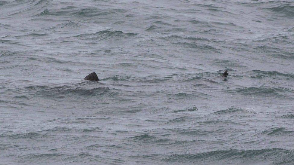 Fins and tail of a basking shark popping above the surface of the water