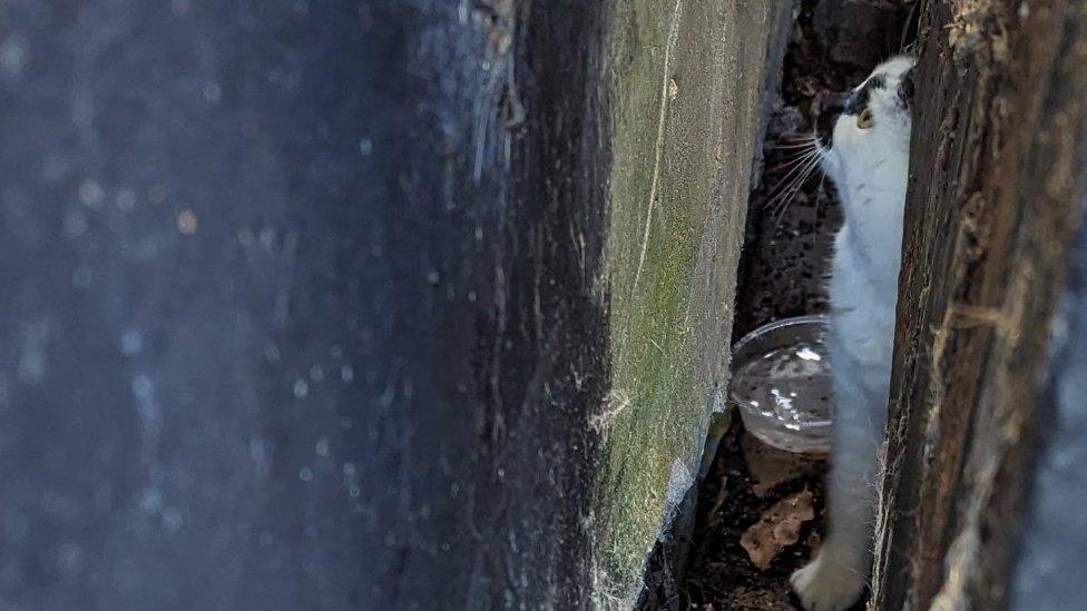 Cat behind an oil tank