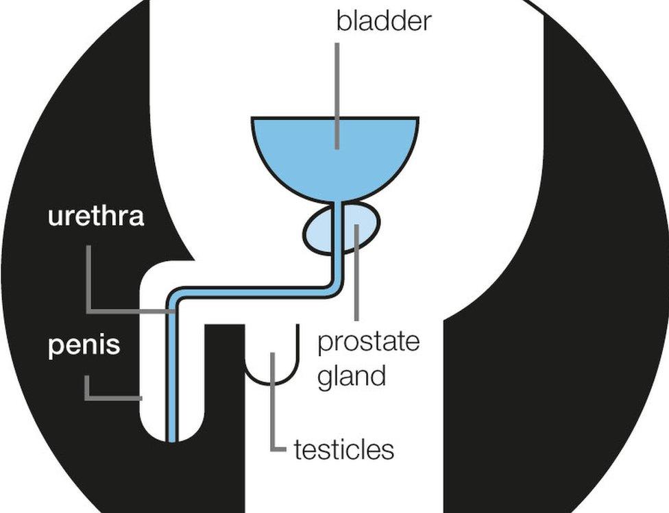 Male anatomy