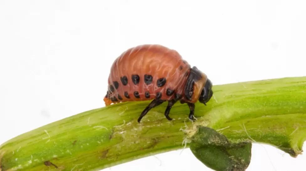 Colorado potato beetle