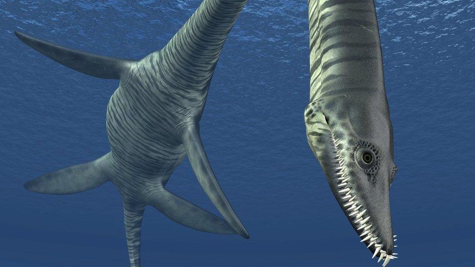 A plesiosaur