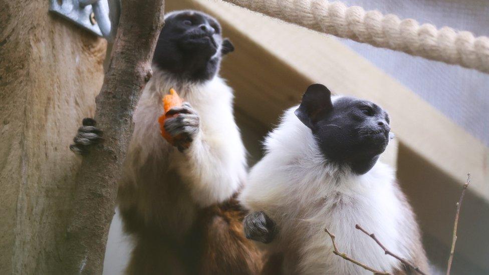 Close up of a pair of pied tamarins