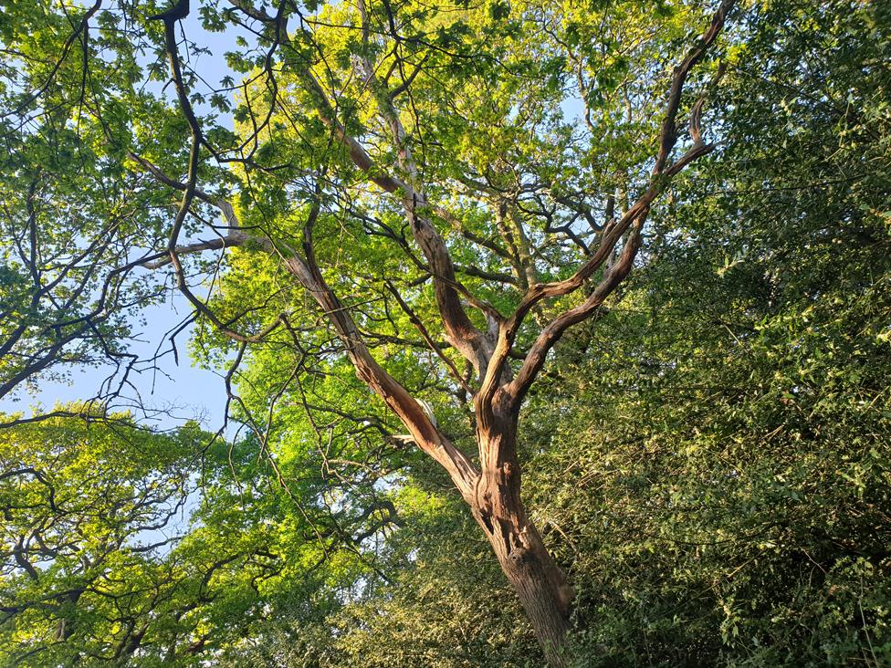 Tree branches covered in green leaves