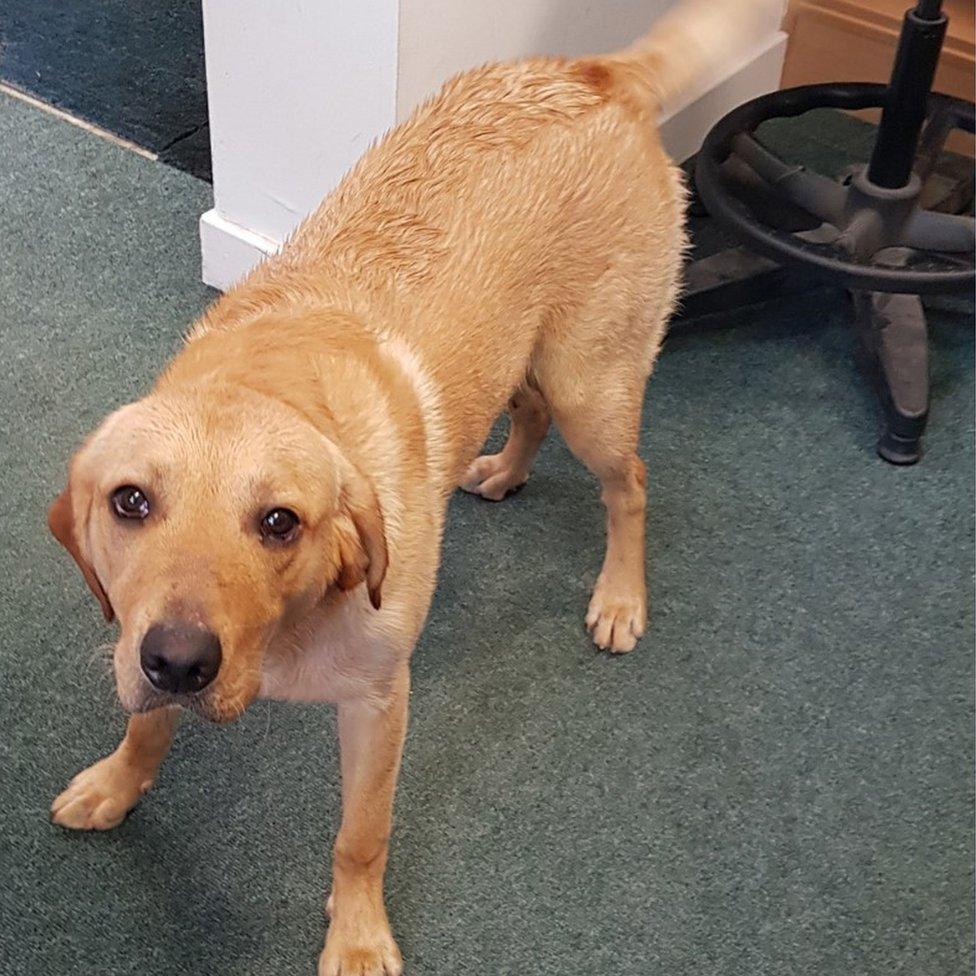 Bertie the golden labrador