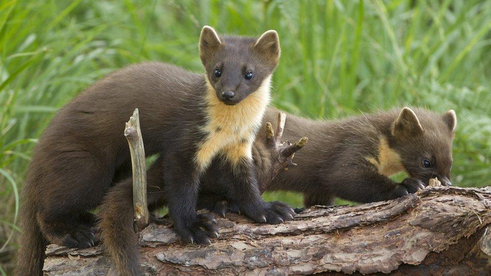 pine martens