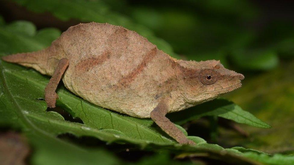 Chapman's pygmy chameleon