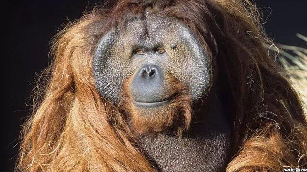 Ken Allen, the Orangutan