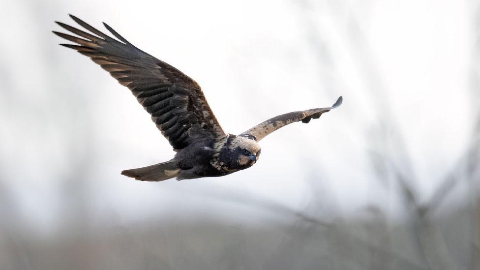 Bird of prey in flight