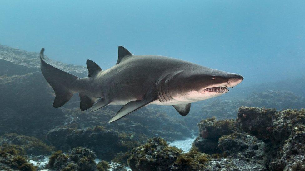 Sand tiger shark