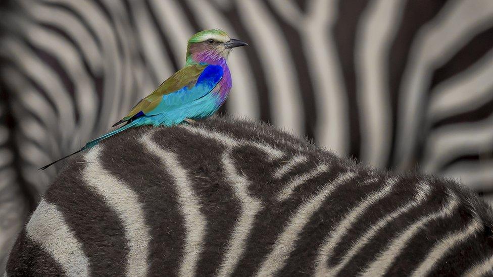 A lilac-breasted roller riding a zebra at Maasai Mara National Reserve in Kenya.