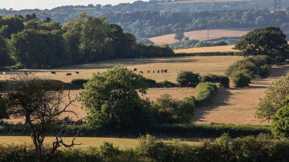 Mae gwella bioamrywiaeth yn un o flaenoriaethau Llywodraeth Cymru