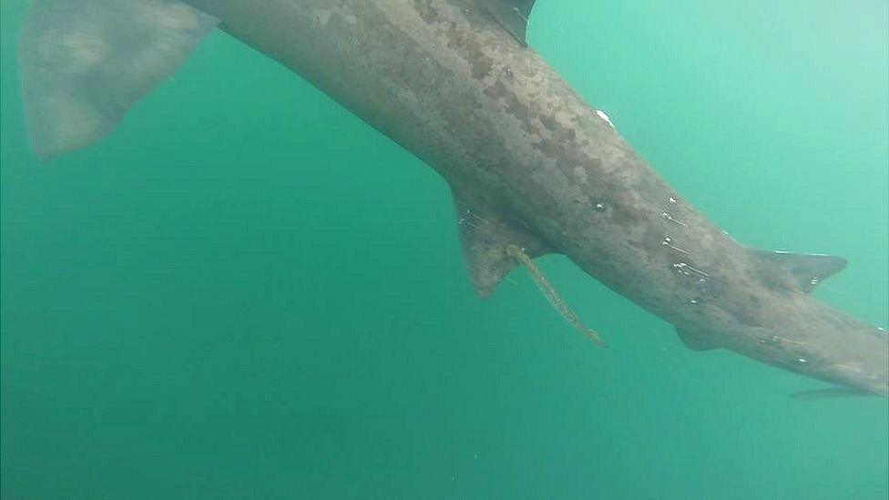 Basking shark by Craig Whalley