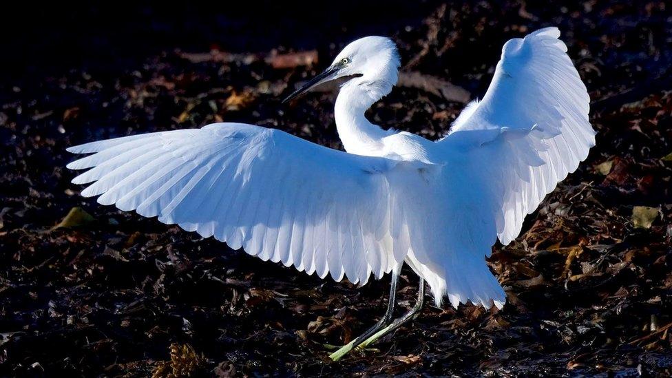 Little Egret courtesy Peter Christian