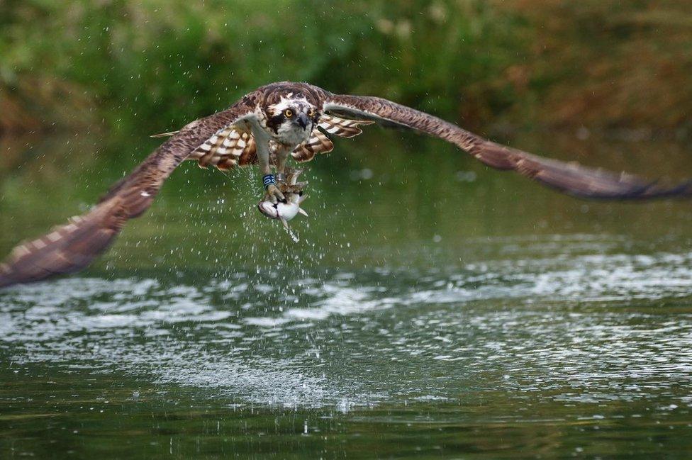 Osprey in flight with a trout in its claws