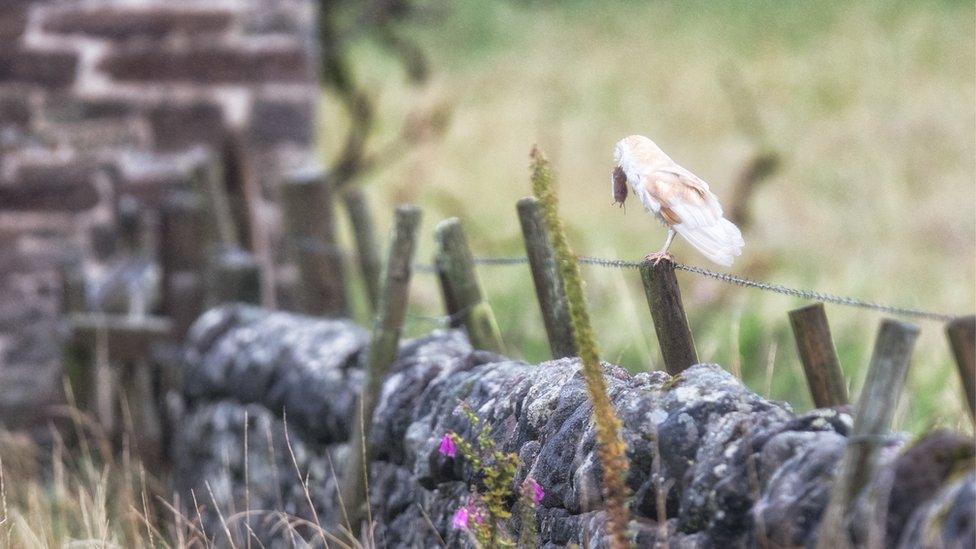 A barn owl holding prey