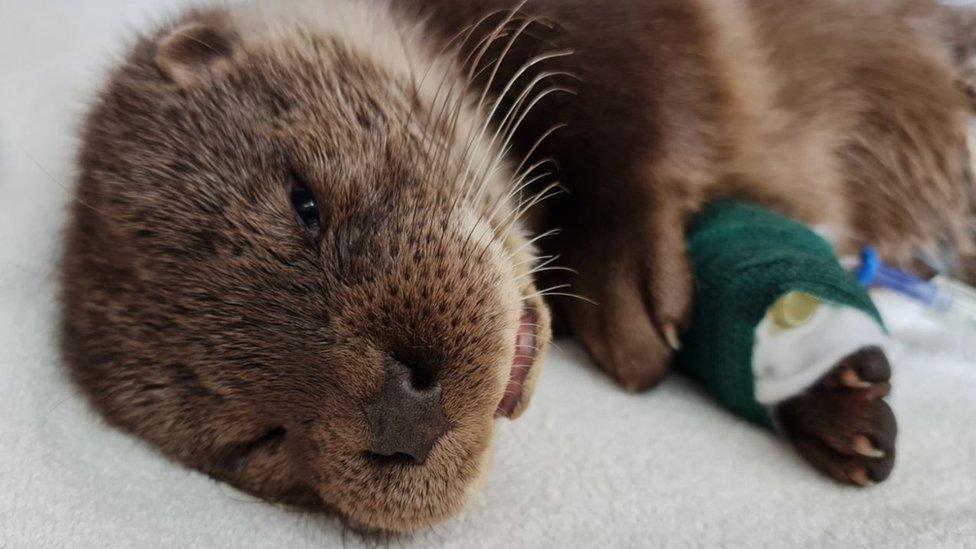 Otter at wildlife hospital