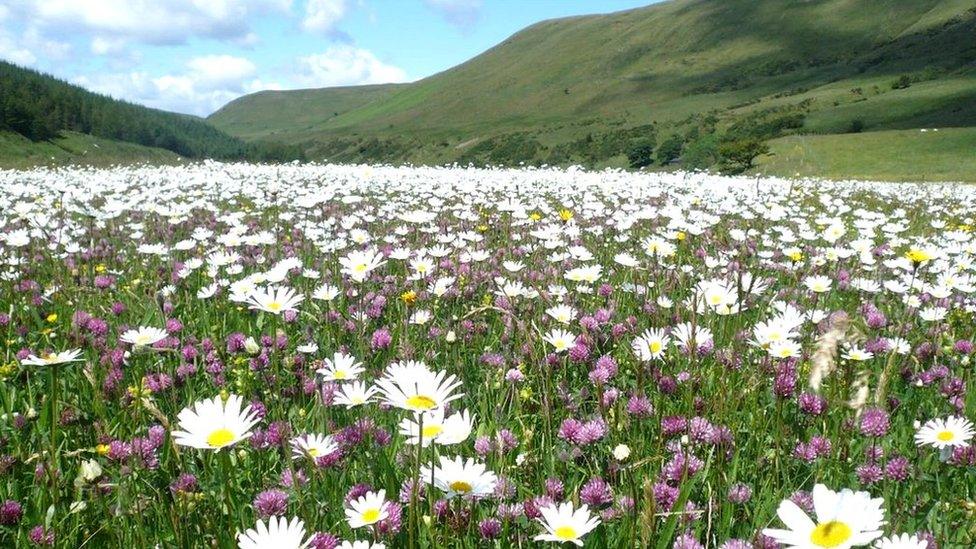 High Borrowdale upland hay meadow