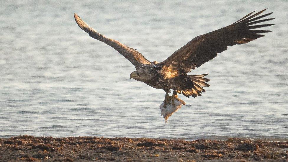 white-tailed eagle