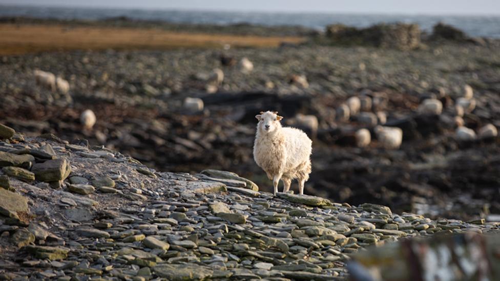 Sheep on the North Ronaldsay shore