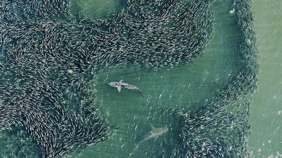 Sharks in the waters off of Long Island