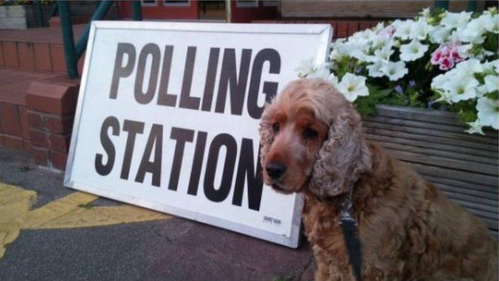 Dog at polling station