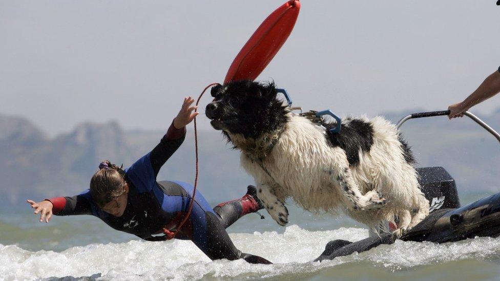 Whizz and Ellie Bedford in action