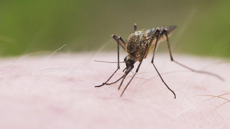 A mosquito on the back of a person's hand