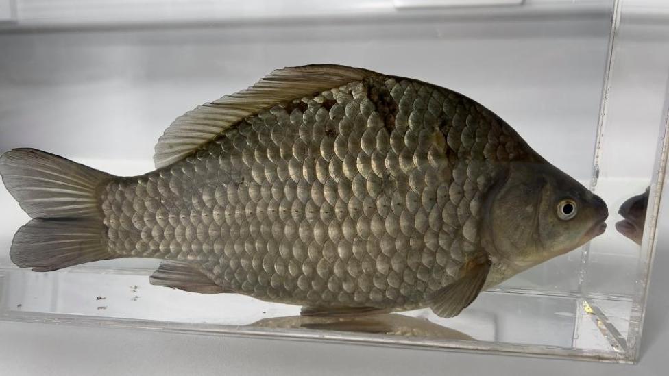 Prussian carp