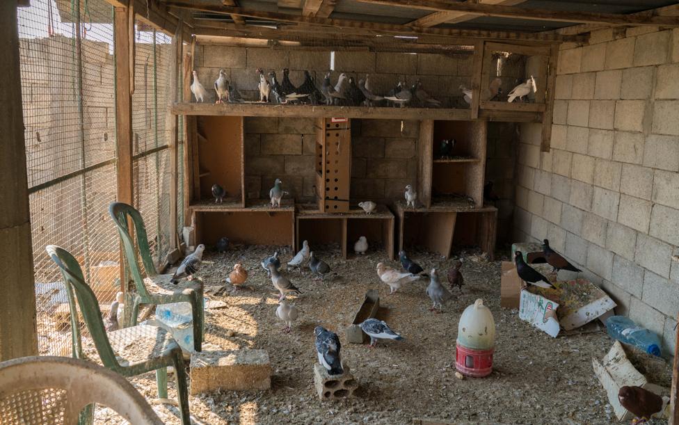 Pigeon coop Chtoura