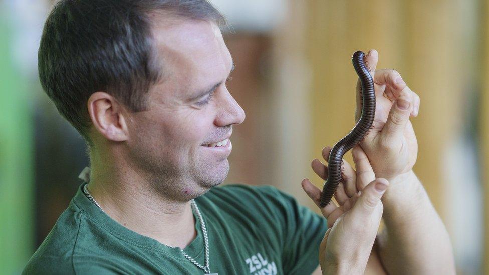 Zookeeper Sam Aberdeen holds Seychelles millipede