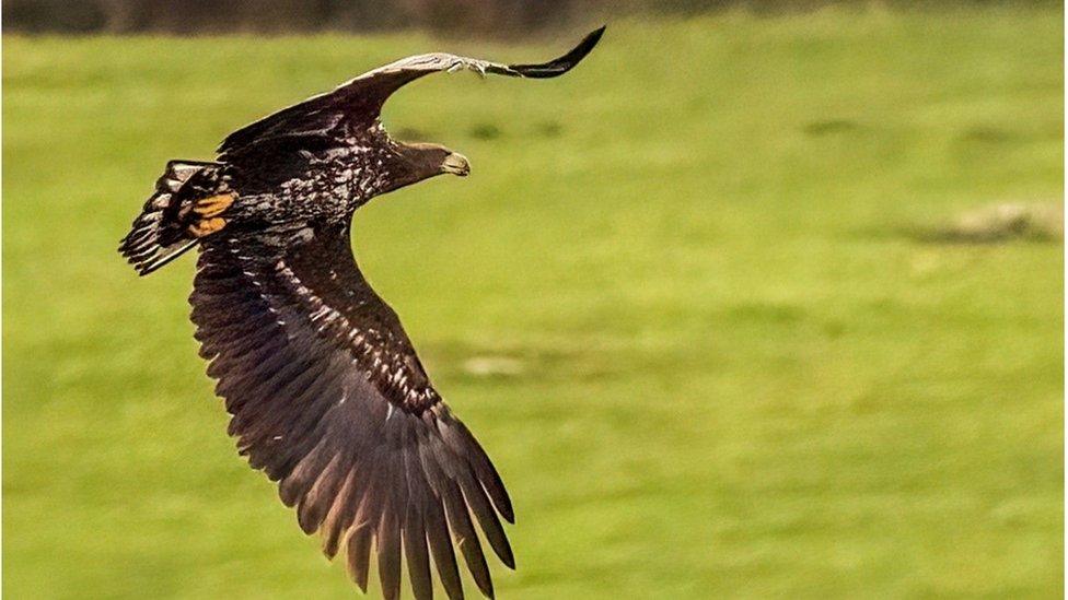 White Tailed Eagle