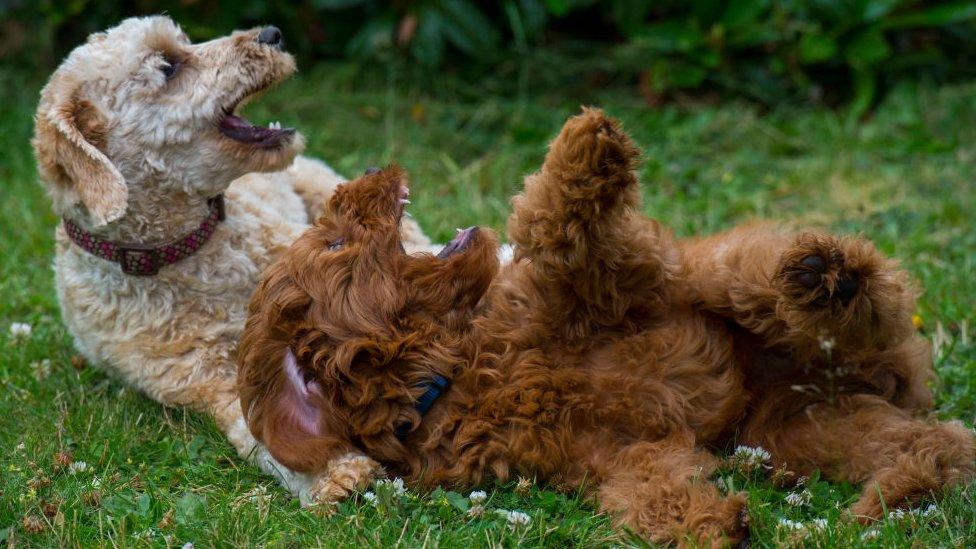 Labradoodles having fun on the grass